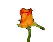 Распускающаяся роза