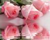 3 розовые розы отражены в воде