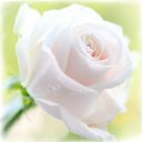 Роза белая цветет