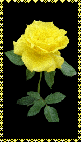 Роза желтая прекрасна