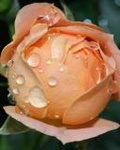 Красивая роза в капельках росы