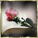 Розовая роза лежит на книге