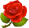 Прекрасная красная роза. Цветы