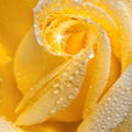 Желтая роза в каплях воды