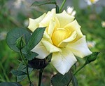 Желтая роза среди зелени