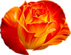 Красно-оранжевая роза
