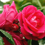 Розовые розы яркие
