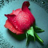 Красная роза с каплями воды на лепестках