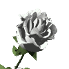 Роза белый бутон