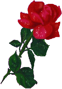 Роза в росинках