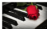 Роза на клавишах рояля