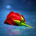 Красная роза лежит в воде