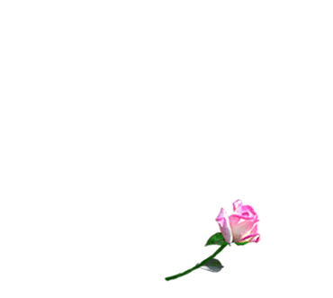 Розовые розы и сердечко