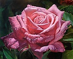 Розовая роза пышная и красивая