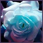 Голубая роза с фиолетовым отливом