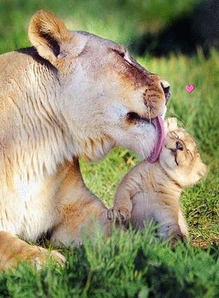 Поцелуйка львицы