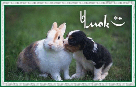 Щенок целует кролика