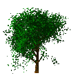 Кудрявое дерево