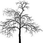 Чёрное дерево