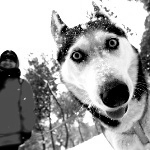 Собака сибирский хаски с хозяином на природе