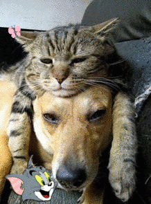 Нагловатые коты с собакой