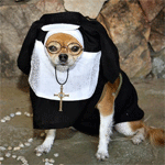 Собака в одежде монашки