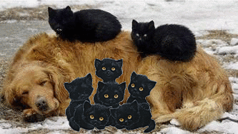 Рыжий пес с черными котятами