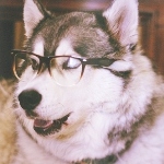 Собака сибирский хаски в очках