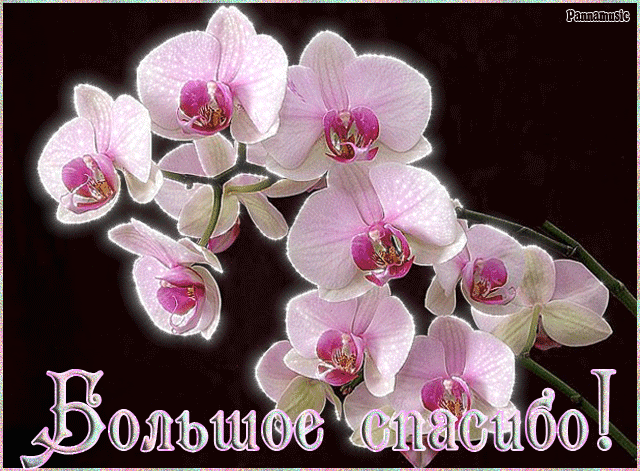 Большое спасибо! орхидеи