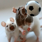 Две крыски играют в футбол