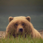 Медведь гризли лежит в траве, на фоне протекающей реки