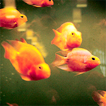 Рыбки  золотистые в аквариуме