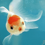 Золотая рыбка в воде, автор работы inele