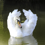 Белый лебедь поднитаеткрылья