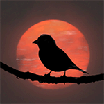 Птичка сидит на ветке дерева на фоне полной луны, фотогра...