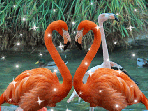 Фламинги-сердечко