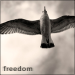 Чайка летящая на фоне неба (freedom)