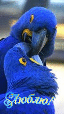 Целуются синие попугайчики