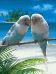Попугайчики целуются