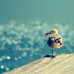 Чайка на фоне голубого моря