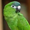 Зелёный попугайчик