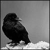 Чёрный ворон на камне