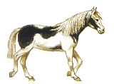 Трехцветная лошадка