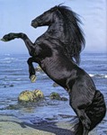 Конь подныл передние копыта и стоит на берегу моря