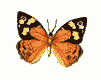 Бабочки смайлик картинка