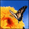Бабочка (432)