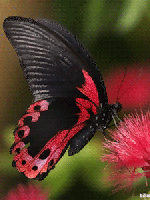Черно-розовая бабочка