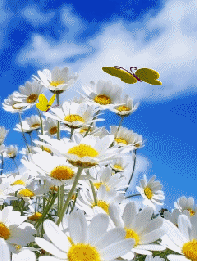 Бабочки с ромашками на фоне голубого неба