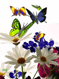 Разноцветные бабочки на ромашках