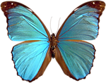 Перламутровая голубая бабочка